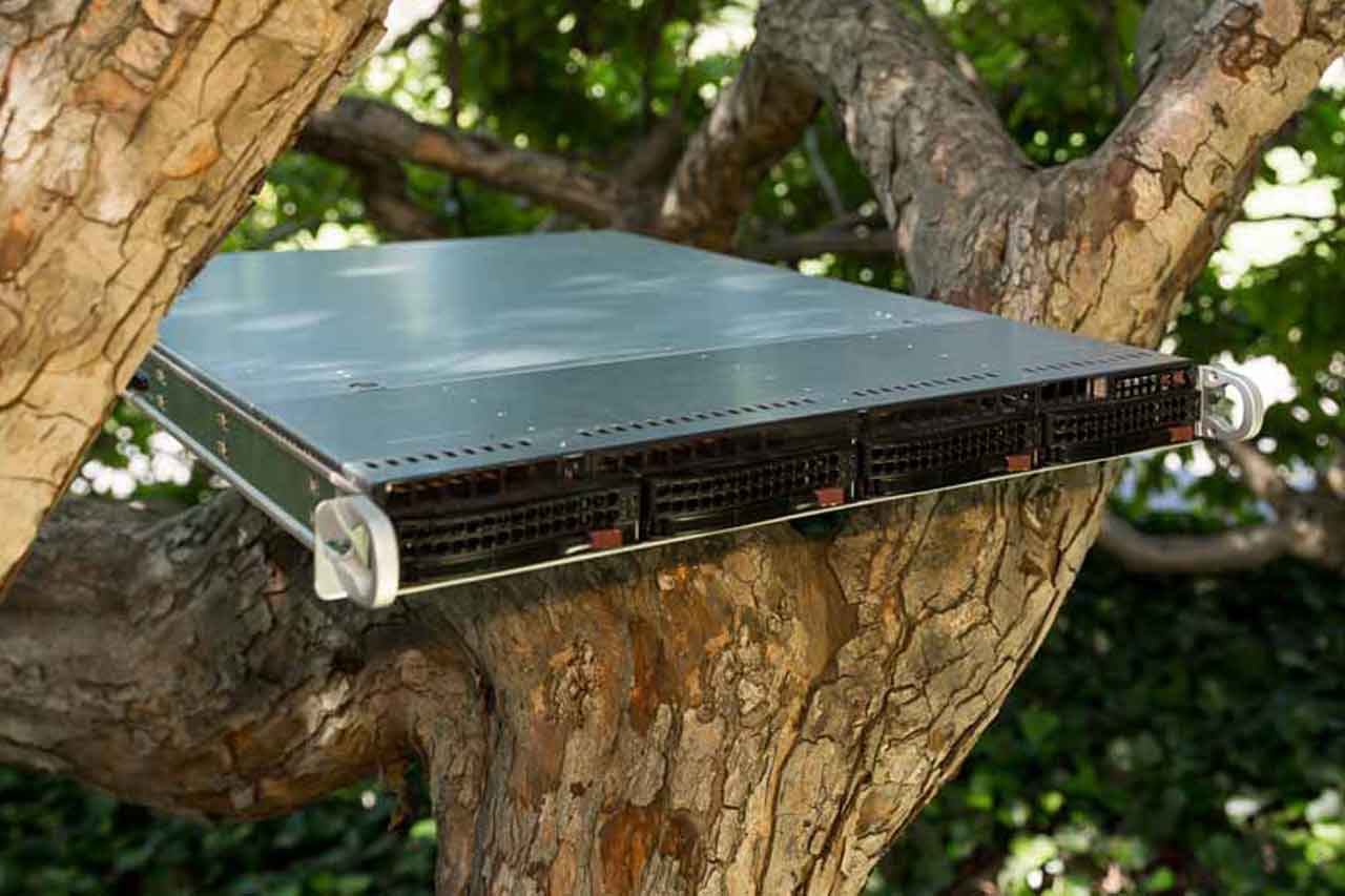 Server auf einem Baum - als Symbol für Nachhaltigkeit